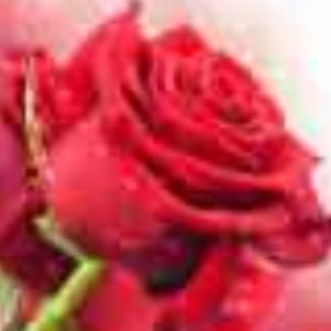 Meet your Posher, Jazmin